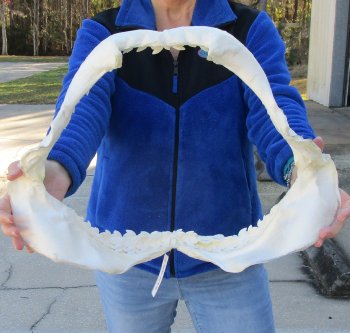 Tiger Shark Jaw 20 inches wide for sale $650 (Adult Signature Required)