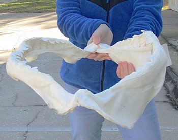 Tiger Shark Jaw 20 inches wide for sale $650 (Adult Signature Required)