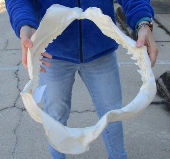 Tiger Shark Jaw 20 inches wide for sale $650 (Adult Signature Required)