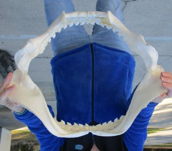 Tiger Shark Jaw 21 inches wide for sale $750 (Adult Signature Required)