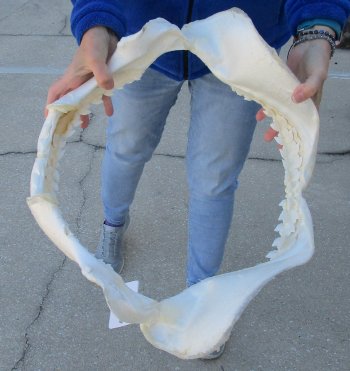 Tiger Shark Jaw 21 inches wide for sale $750 (Adult Signature Required)