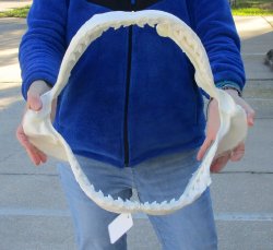 Tiger Shark Jaw 18 inches wide for sale $475 (Signature Required)