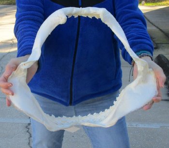 Tiger Shark Jaw 18 inches wide for sale $475 (Signature Required)