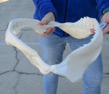Tiger Shark Jaw 18 inches wide for sale $475 (Signature Required)