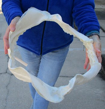 Tiger Shark Jaw 18 inches wide for sale $475 (Signature Required)