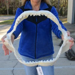 Tiger Shark Jaw 21 inches wide for sale $750 (Adult Signature Required)