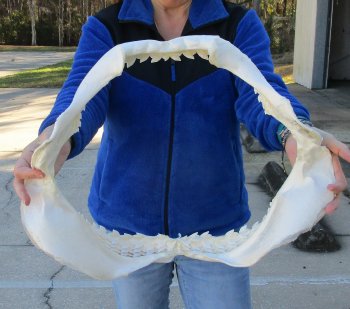 Tiger Shark Jaw 21 inches wide for sale $750 (Adult Signature Required)