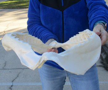 Tiger Shark Jaw 21 inches wide for sale $750 (Adult Signature Required)