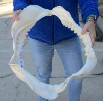 Tiger Shark Jaw 21 inches wide for sale $750 (Adult Signature Required)