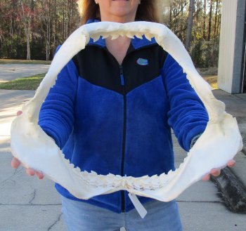 Tiger Shark Jaw 21 inches wide for sale $750 (Adult Signature Required)