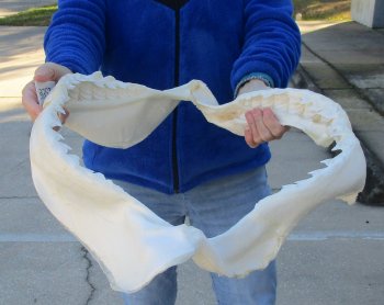 Tiger Shark Jaw 21 inches wide for sale $750 (Adult Signature Required)