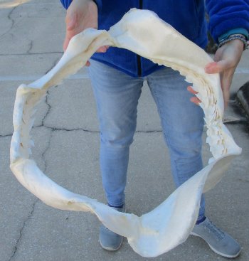 Tiger Shark Jaw 21 inches wide for sale $750 (Adult Signature Required)