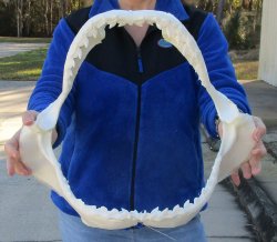 Tiger Shark Jaw 19 inches wide for sale $575 (Adult Signature Required)