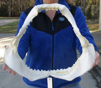 Tiger Shark Jaw 19 inches wide for sale $575 (Adult Signature Required)