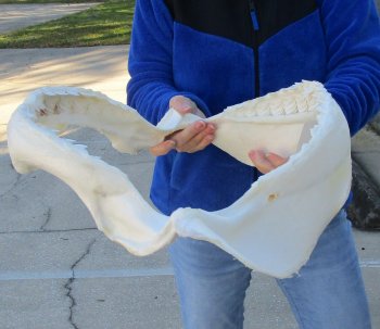 Tiger Shark Jaw 19 inches wide for sale $575 (Adult Signature Required)