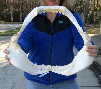 Tiger Shark Jaw 19 inch wide - $450 each (Signature Required) <font color=red> (NO POST OFFICE (USPS) SHIPPING!!!)</font>