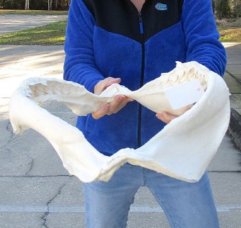 Tiger Shark Jaw 19 inch wide - $450 each (Signature Required) <font color=red> (NO POST OFFICE (USPS) SHIPPING!!!)</font>