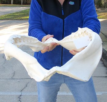 Tiger Shark Jaw 19-1/2 inches wide for sale $575 (Adult Signature Required)