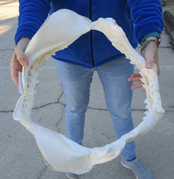 Tiger Shark Jaw 19-1/2 inches wide for sale $575 (Adult Signature Required)
