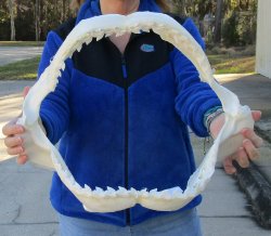 Tiger Shark Jaw 19 inches wide for sale $575 (Adult Signature Required)