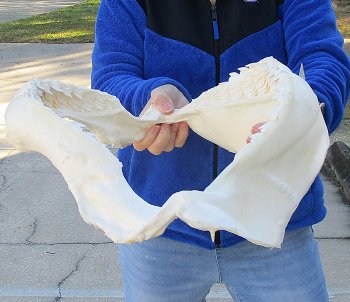 Tiger Shark Jaw 19 inches wide for sale $575 (Adult Signature Required)