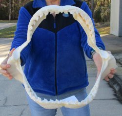 Tiger Shark Jaw 20 inches wide for sale $650 (Adult Signature Required)