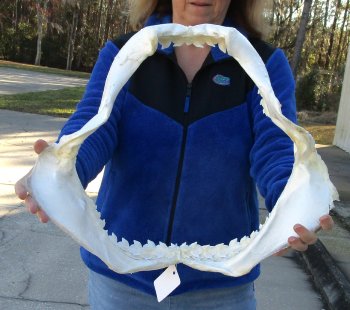 Tiger Shark Jaw 20 inches wide for sale $650 (Adult Signature Required)