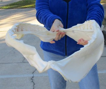 Tiger Shark Jaw 20 inches wide for sale $650 (Adult Signature Required)