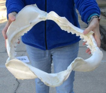 Tiger Shark Jaw 20 inches wide for sale $650 (Adult Signature Required)