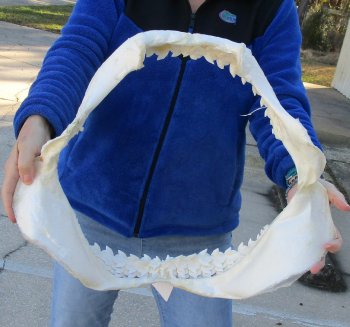 Tiger Shark Jaw 20 inches wide for sale $650 (Adult Signature Required)