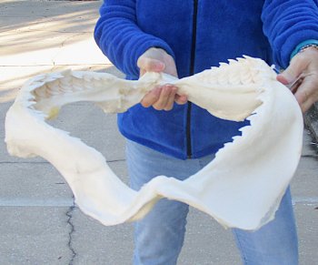 Tiger Shark Jaw 20 inches wide for sale $650 (Adult Signature Required)