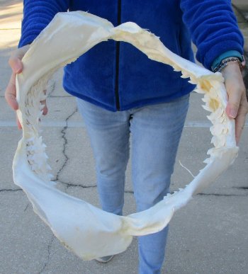 Tiger Shark Jaw 20 inches wide for sale $650 (Adult Signature Required)