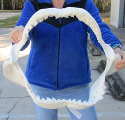 Tiger Shark Jaw 21-1/2 inches wide for sale $750 (Adult Signature Required)
