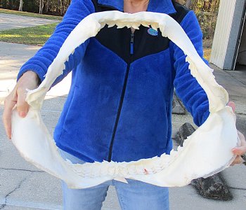 Tiger Shark Jaw 21-1/2 inches wide for sale $750 (Adult Signature Required)