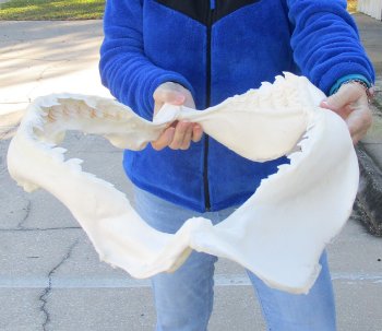 Tiger Shark Jaw 21-1/2 inches wide for sale $750 (Adult Signature Required)
