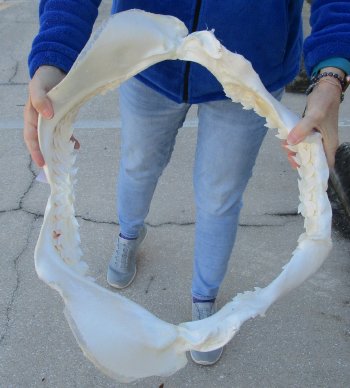 Tiger Shark Jaw 21-1/2 inches wide for sale $750 (Adult Signature Required)