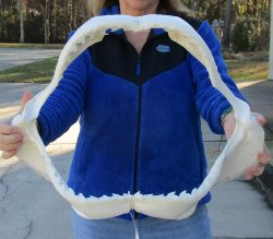 Tiger Shark Jaw 21-1/2 inches wide for sale $700 (Adult Signature Required)