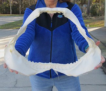 Tiger Shark Jaw 21-1/2 inches wide for sale $700 (Adult Signature Required)