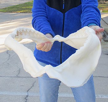 Tiger Shark Jaw 21-1/2 inches wide for sale $700 (Adult Signature Required)