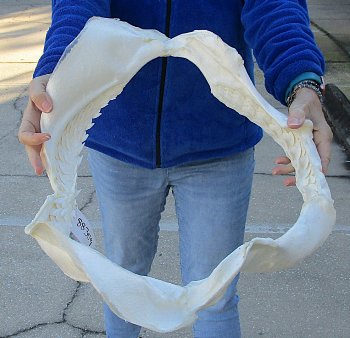 Tiger Shark Jaw 21-1/2 inches wide for sale $700 (Adult Signature Required)