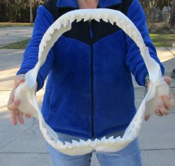 Tiger Shark Jaw 18-1/2 inches wide for sale $475 (Signature Required)