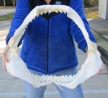 Tiger Shark Jaw 18-1/2 inches wide for sale $475 (Signature Required)