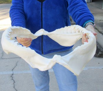 Tiger Shark Jaw 18-1/2 inches wide for sale $475 (Signature Required)