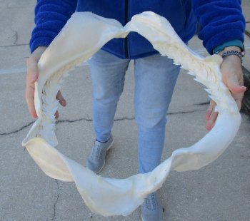 Tiger Shark Jaw 18-1/2 inches wide for sale $475 (Signature Required)