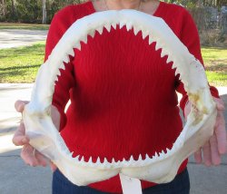 15 inch Bull shark ...