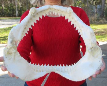 15 inch Bull shark jaw (Carcharhinus leucas) for sale - $195