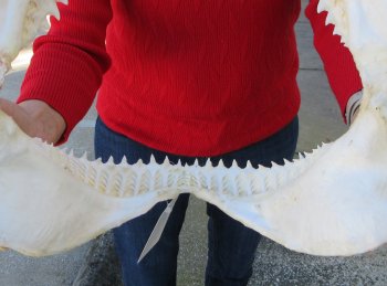 15 inch Bull shark jaw (Carcharhinus leucas) for sale - $195