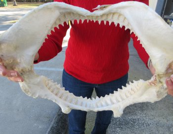 15 inch Bull shark jaw (Carcharhinus leucas) for sale - $195