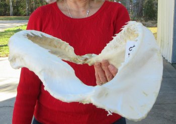 15 inch Bull shark jaw (Carcharhinus leucas) for sale - $195