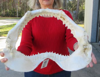17 inch Bull shark jaw (Carcharhinus leucas) for sale - $225